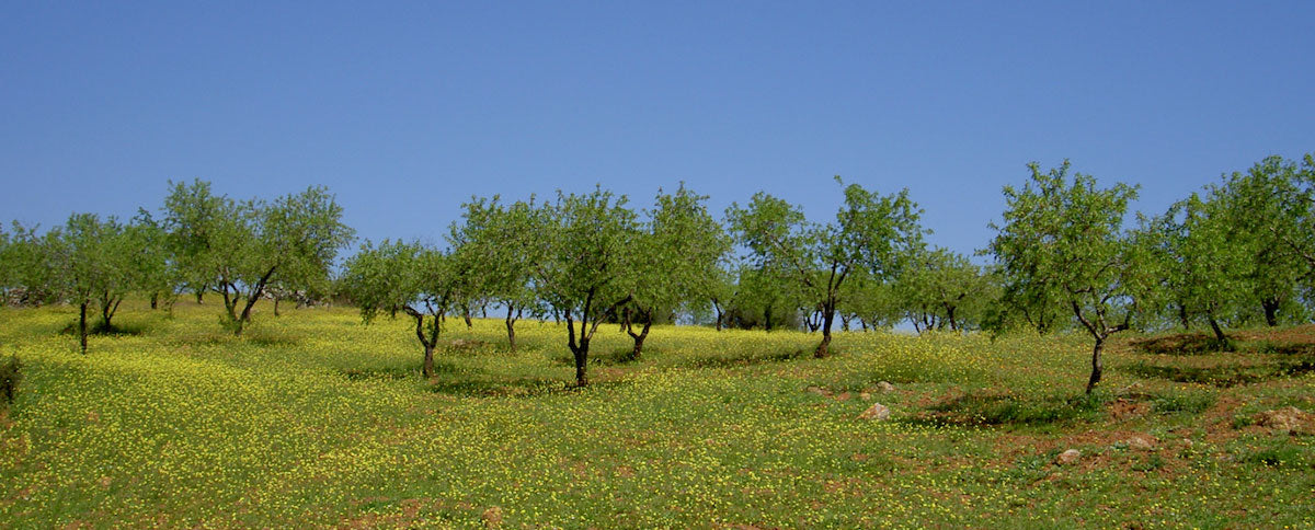 A scenic view of a gently sloping hillside with scattered trees and a ground covered in yellow flowers under a clear blue sky. The trees are evenly spaced, and their green foliage contrasts with the vibrant yellow of the flowers.